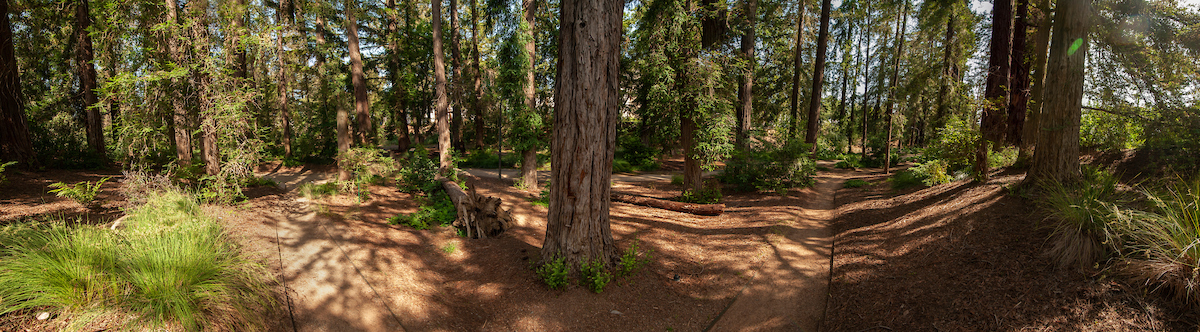 medium-redwood-panorama.jpg