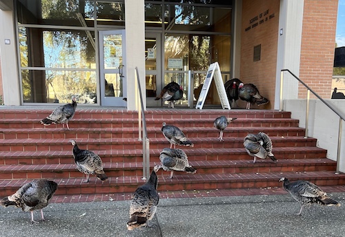 2022-1-patelturkeys2.jpg