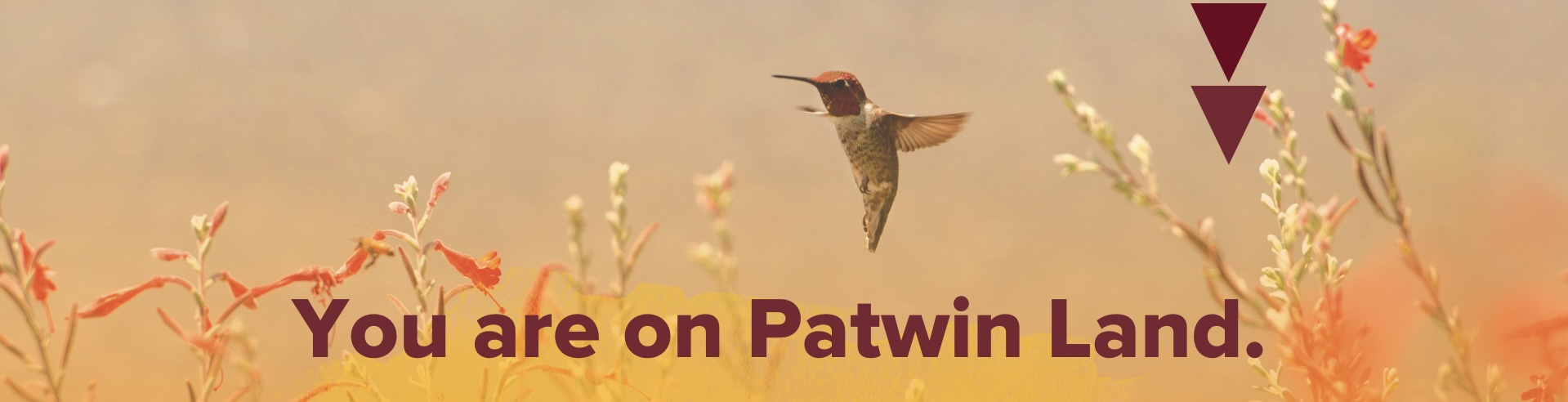 Graphic banner: hummingbird over golden meadow; text "You are on Patwin Land."