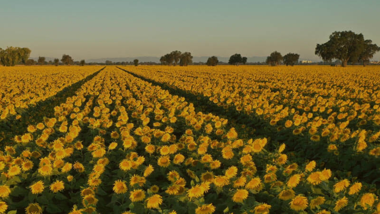A field of sunflowers
